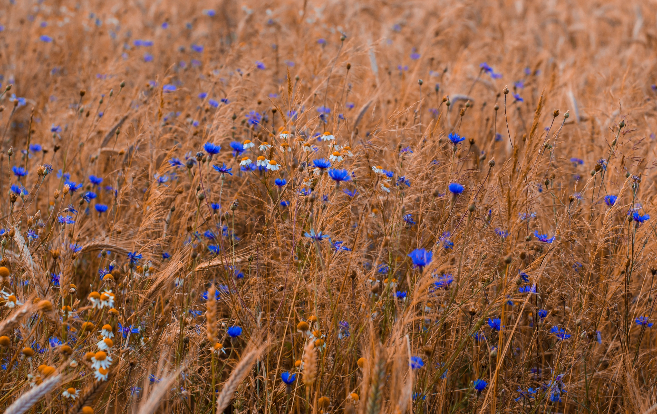 Summertime Delights and Lammas Sabbath